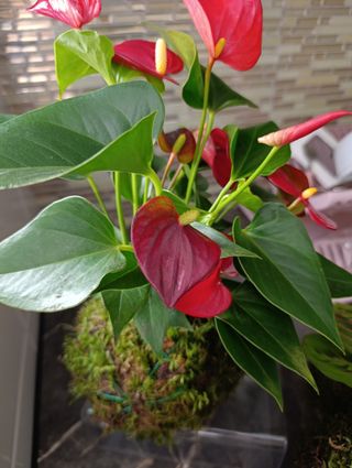 Kokedama planta en musgo