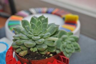 Maceta impresa 3D diseño geométrico