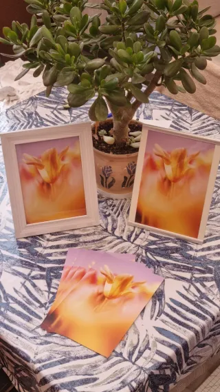 Lámina Tulipán Seda Fine Art