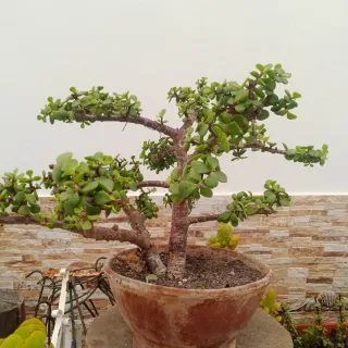 Portulacaria afra prebonsai