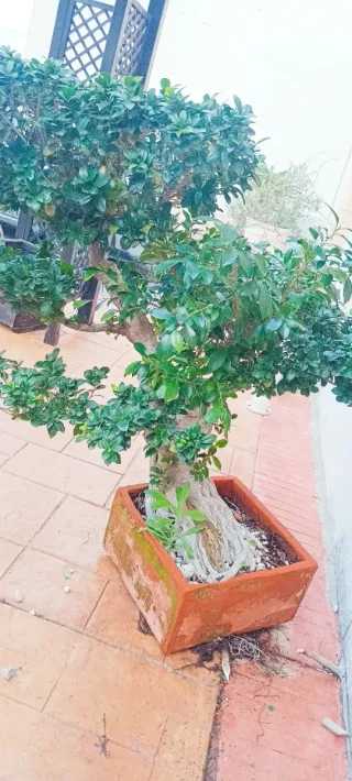 Bonsái Ficus