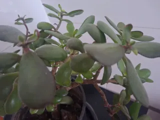 Árbol de Jade en maceta