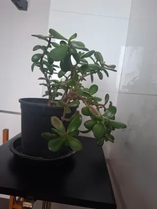 Árbol de Jade en maceta