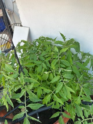 Plantones de Tomate - Tomateras