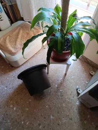 Planta de interior Drácena