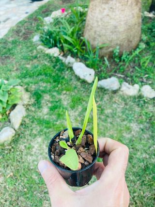 Schomburgkia brysiana