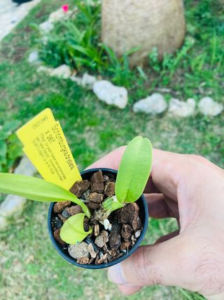 Schomburgkia brysiana