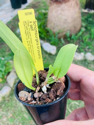 Schomburgkia brysiana