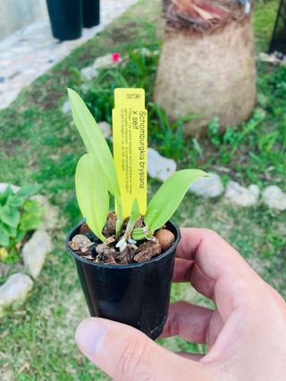 Schomburgkia brysiana