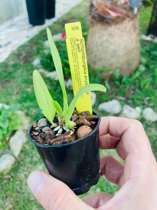 Schomburgkia brysiana