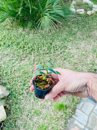 Dendrobium moniliforme variegata