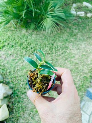 Dendrobium moniliforme variegata