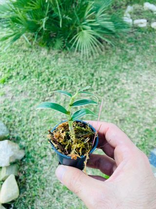 Dendrobium moniliforme variegata