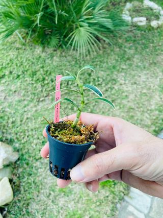 Dendrobium moniliforme variegata