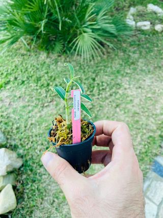 Dendrobium moniliforme variegata