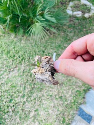 Macroclinium christensonii