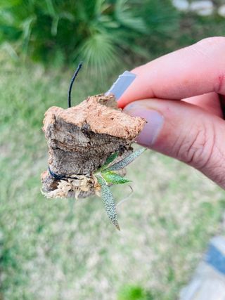 Macroclinium christensonii
