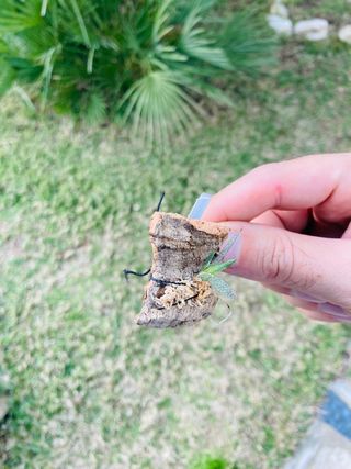 Macroclinium christensonii