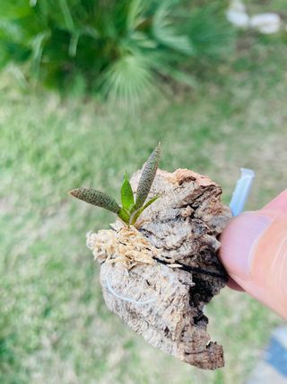 Macroclinium christensonii