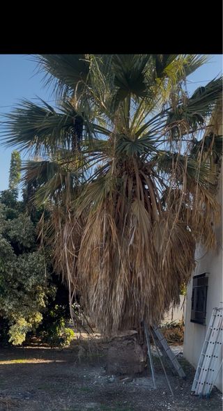 Palmera Washingtonia
