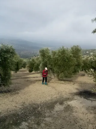 Oportunidad Olivar