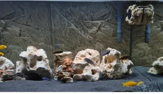 Acuario Eheim Proxima 250