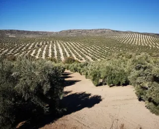 Olivar en Baeza