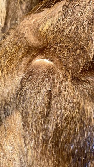 Abrigo de pelo auténtico