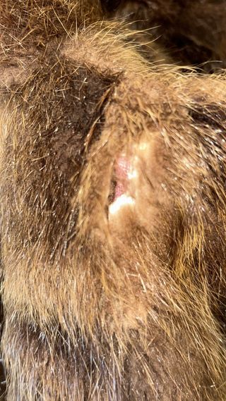 Abrigo de pelo auténtico