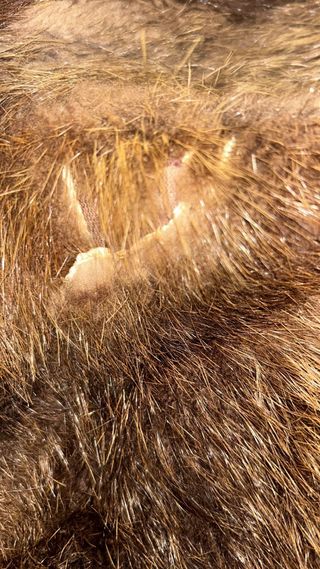 Abrigo de pelo auténtico