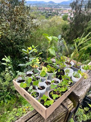 Lote de plantas para Go