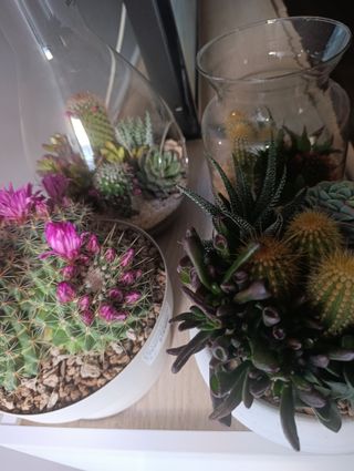 Arreglos de cactus y suculentas