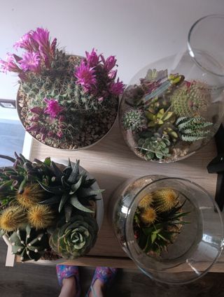 Arreglos de cactus y suculentas