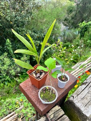 Lote de plantas para Mali