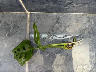 Monstera Adansonii
