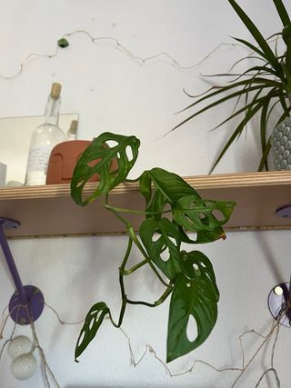 Monstera Adansonii