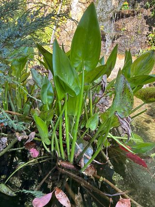 Planta acuática Plantago