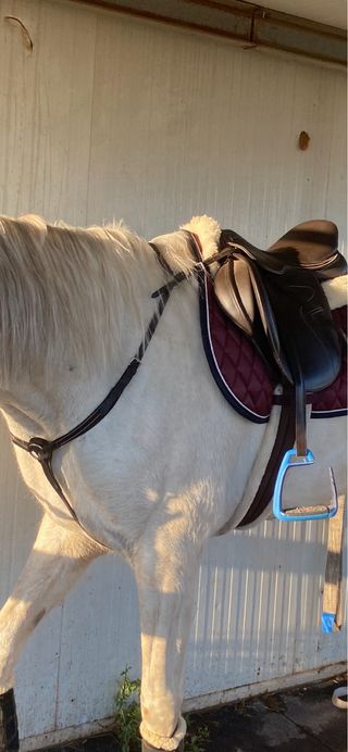 Silla de salto Lexhis Fulvia 17.5