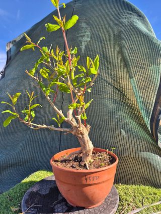 Prebonsai Granado Común