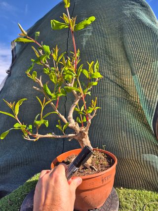 Prebonsai Granado Común