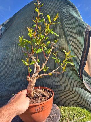 Prebonsai Granado Común