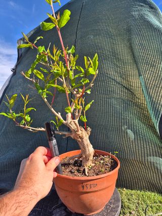 Prebonsai Granado Común