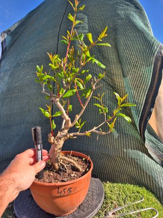 Prebonsai Granado Común