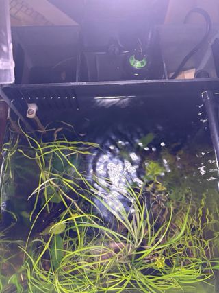 Acuario SERA Nano Cube LED Biotop 16L Pecera