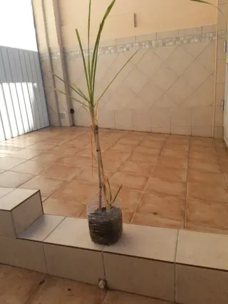 Planta Caña de Azúcar -cañadu / caña dulce-.