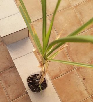 Planta Caña de Azúcar -cañadu / caña dulce-.