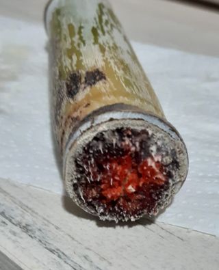 Planta Caña de Azúcar -cañadu / caña dulce-.