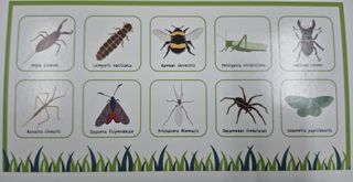 Juego educativo Bug Bingo insectos