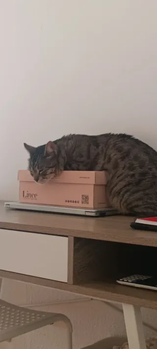 Zapatos de salón Lince marrones