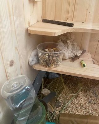 Jaula grande madera transparente hámster sirio